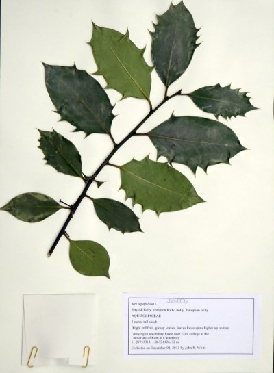JRW006 Ilex aquifolium L.