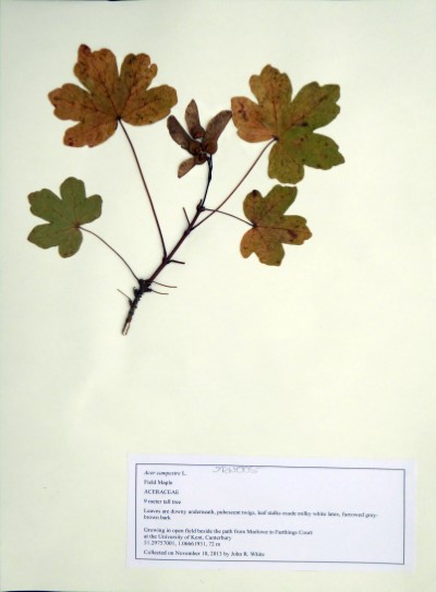 JRW005 Acer campestre L.