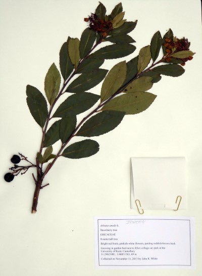 JRW004 Arbutus unedo L.