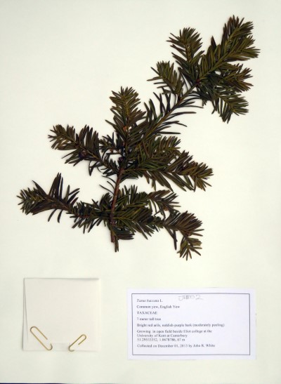 JRW002 Taxus baccata L.
