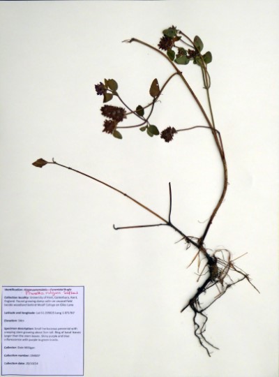 DM007 Prunella vulgaris