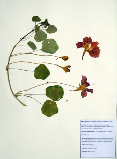 DM002 Tropaeolum majus L.