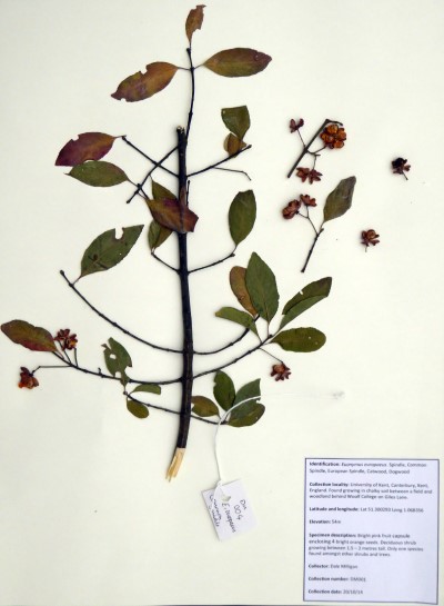 DM001 Euonymus europaeus