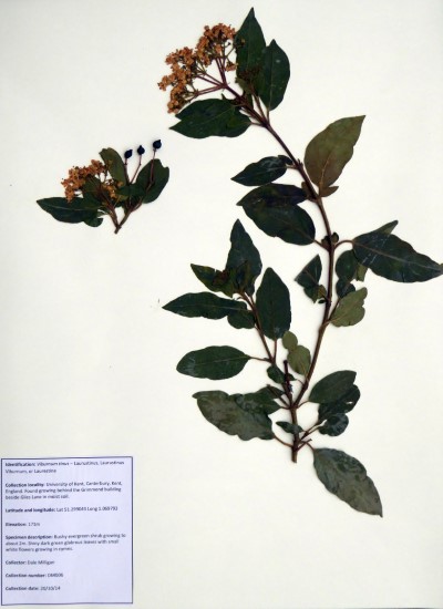 DM006 Viburnum tinus