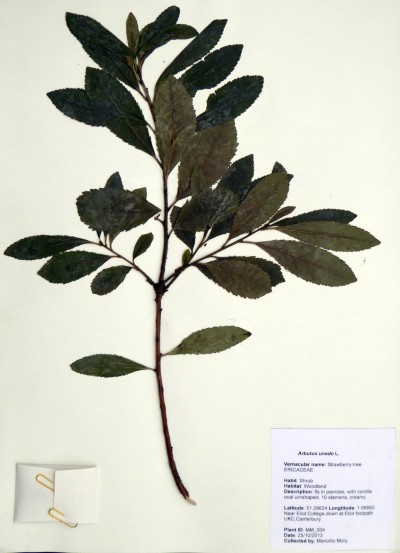 MM004 Arbutus unedo L.