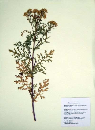 MM011 Senecio squalidus L.