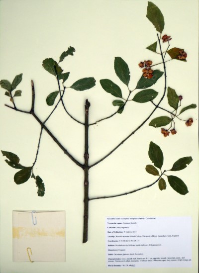 TI05 Euonymus europaeus