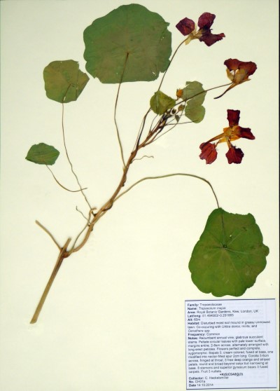 CH01a Tropaeolum majus