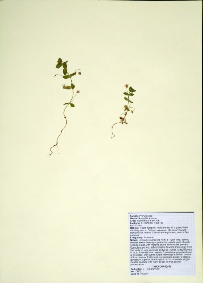 CH02 Anagallis arvensis