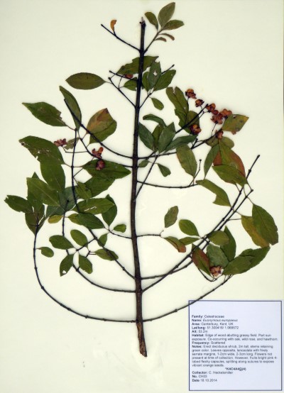 CH03 Euonymus europaeus