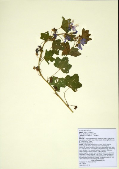 CH04 Malva sylvestris