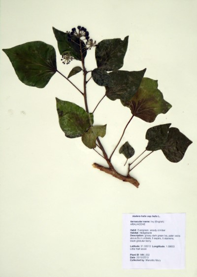 MM002 Hedera helix L.