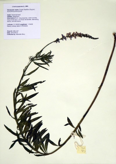 MM007 Linaria purpurea (L.) Mill.