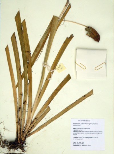 MM006 Iris foetidissima L.