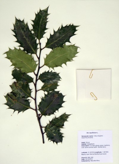 MM008 Ilex aquifolium L.
