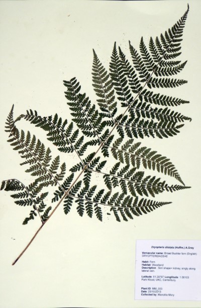 MM003 Dryopteris dilatata (Hoffm.) A. Gray