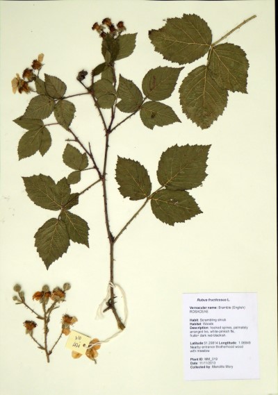 MM019 Rubus fruticosus L.
