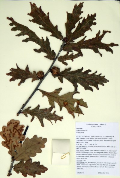 KS01 Quercus robur (L.)