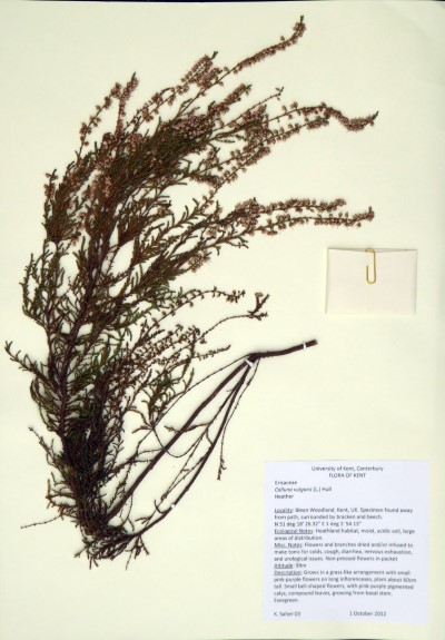 KS03 Calluna vulgaris (L.) Hull