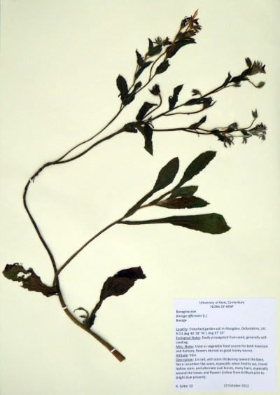 KS10 Borago officinalis (L.)