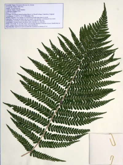 EM07b Dryopteris filix-mas (L.) Schott.