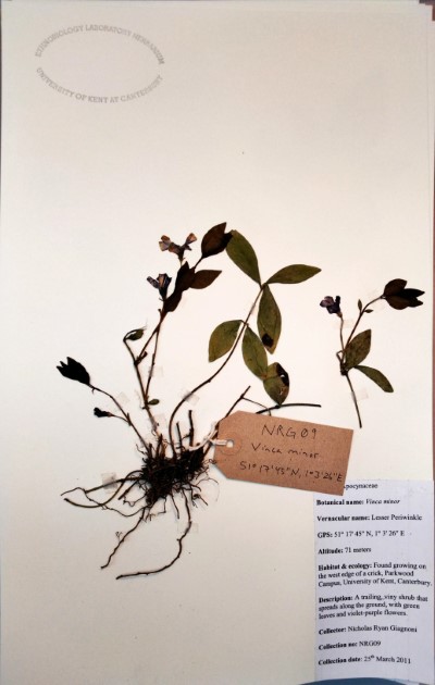NRG09 Vinca minor L.