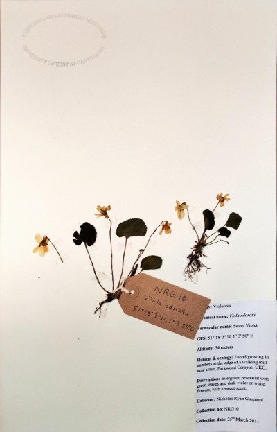 NRG10 Viola odorata L.