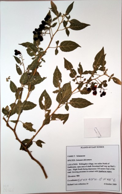 RL19 Solanum dulcamara L.
