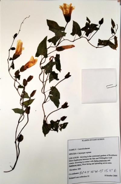 RL22 Calystegia sepium (L.) R.Br.