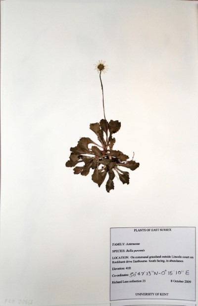 RL23 Bellis perennis L.