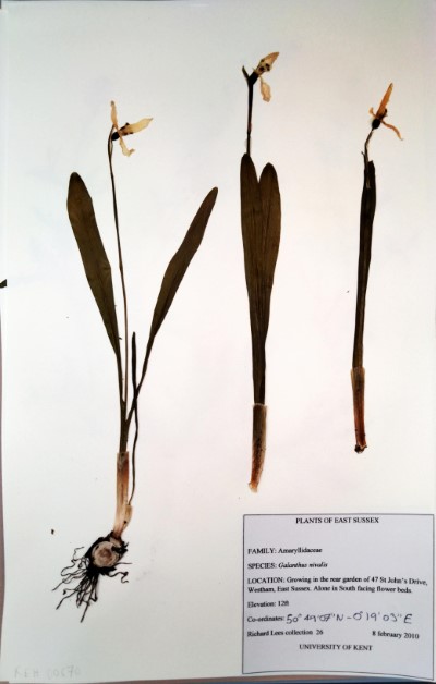 RL26 Galanthus nivalis L.