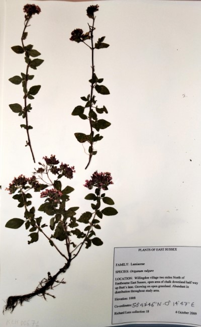 RL18 Origanum vulgare L.