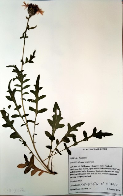 RL16 Centaurea scabiosa L.