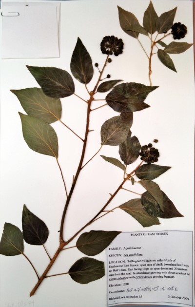 RL15 Ilex aquifolium L.