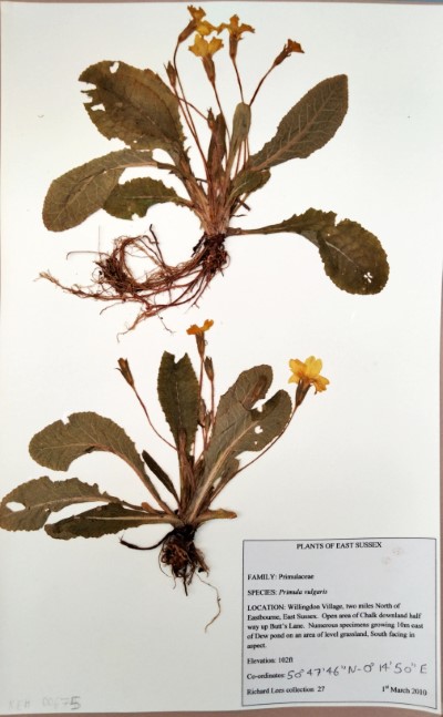 RL27 Primula vulgaris Huds.