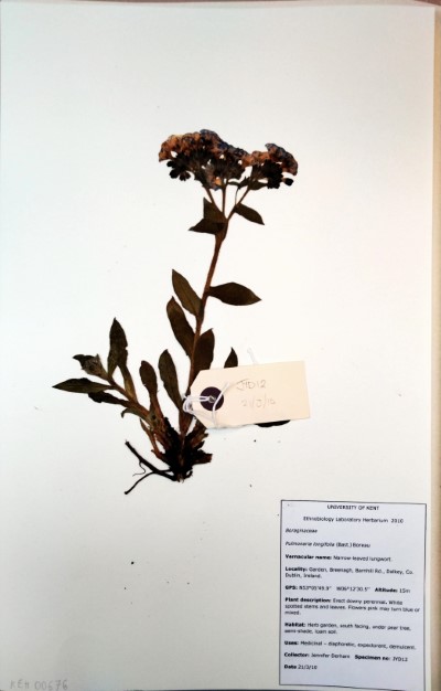 JYD12 Pulmonaria longifolia (Bast.) Boreau