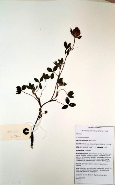 JYD9 Trifolium pratense L.