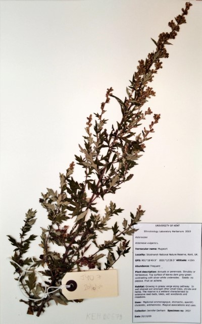 JYD7 Artemisia vulgaris L.