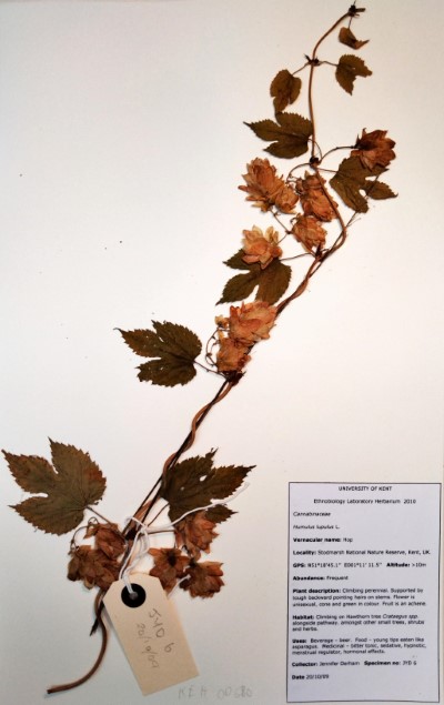 JYD6 Humulus lupulus L.