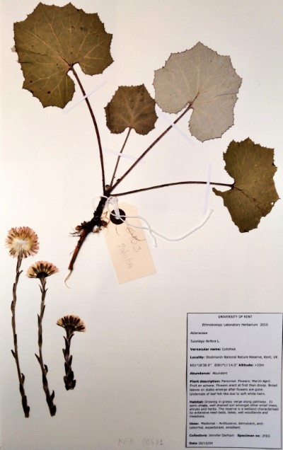 JYD3 Tussilago farfara L.