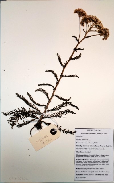 JYD2 Achillea millefolium L.