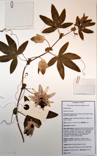 JYD1 Passiflora caerulea L.