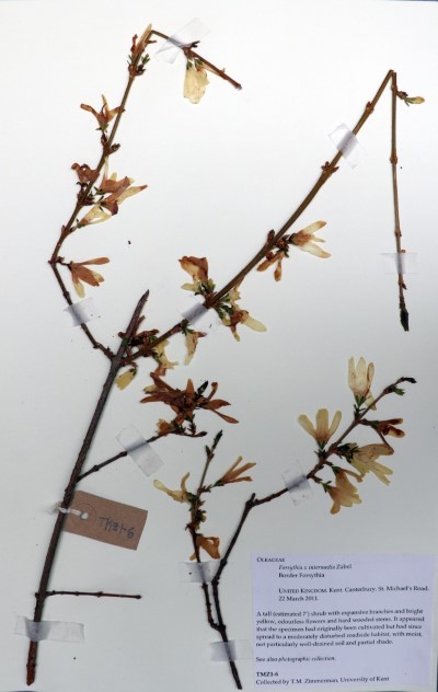 CST7 Potentilla sterilis L.