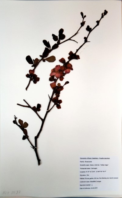 CST6 Malus x hibrida “Indian Magic”