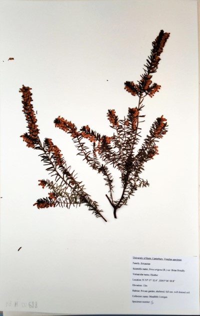 CST5 Erica erigena var. Brian Proudly R. Ross.