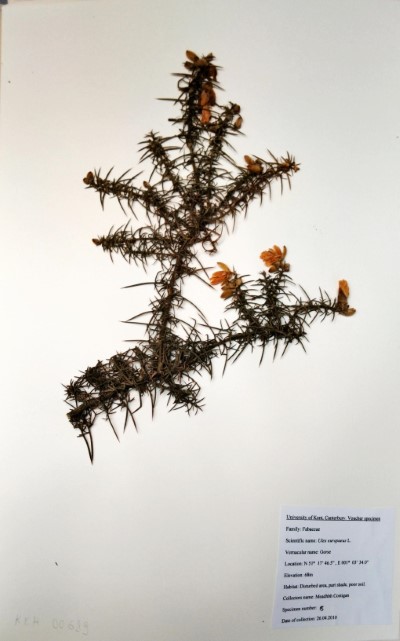 CST8 Ulex europaeus L.