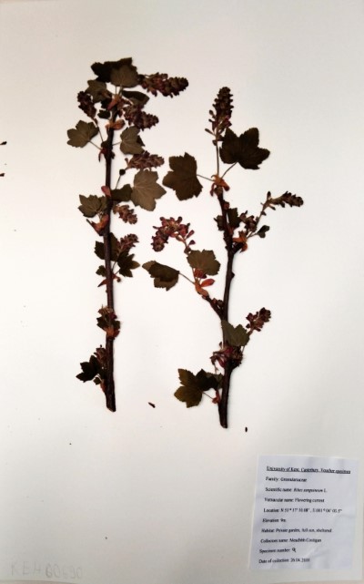 CST9 Ribes  sanguineum L.