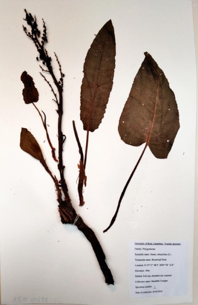 CST2 Rumex obtusifolius L.