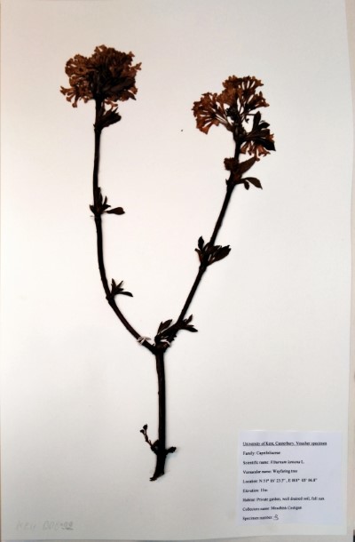 CST3 Viburnum lantana L.