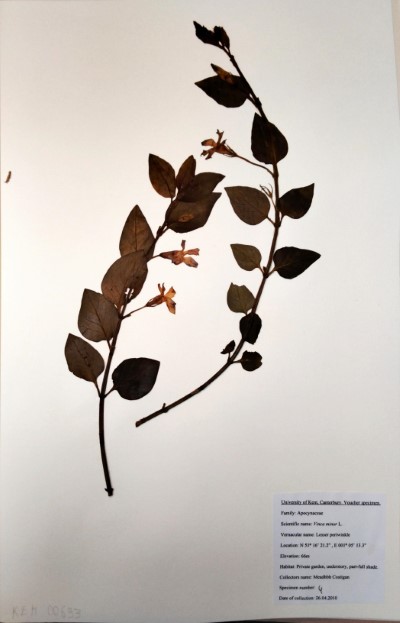 CST4 Vinca  minor L.